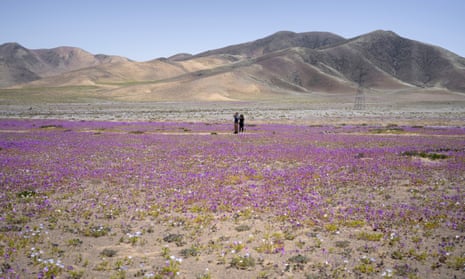 Dry mountains in the background, with two people standing among short flowers on the desert flower