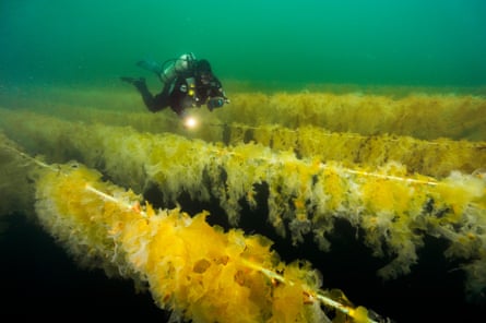 A diver inspects kelp at an aquaculture farm off Vancouver Island