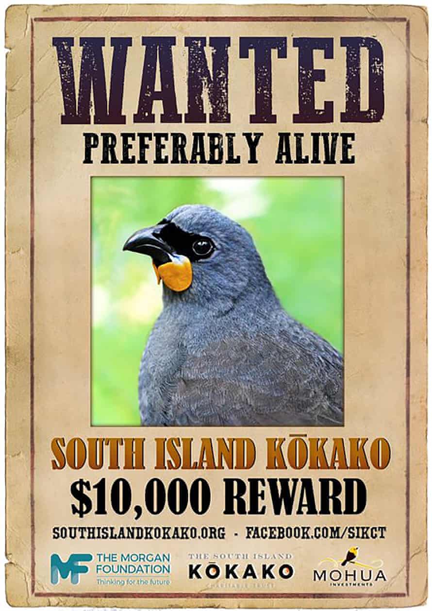 South Island Kokako wanted poster