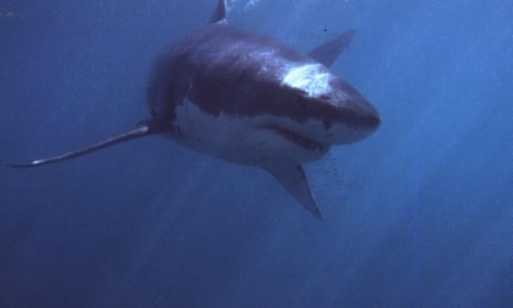 A great white shark swims off off the coast of South Africa. The long term trend on shark attacks is not as scary as the anecdotes.