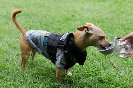 Small dog laps water held in small plastic container by human hand.