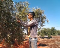 A young male farmer wearing jeans and a hoodie picks olives from trees in Jordan.