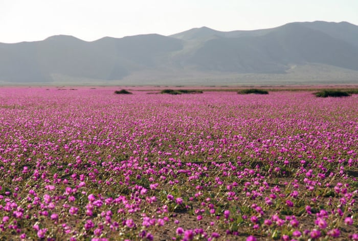 Flowers bloom in the Atacama desert