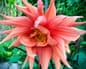 Dahlia growing in allotment