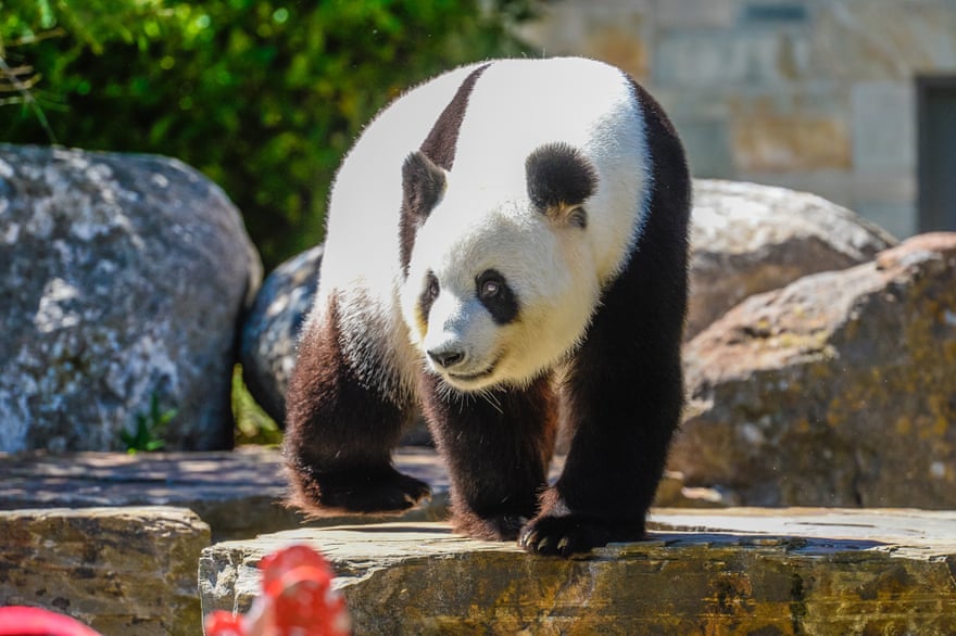 Female panda Fu Ni receives festive treats at Adelaide zoo in December 2017.