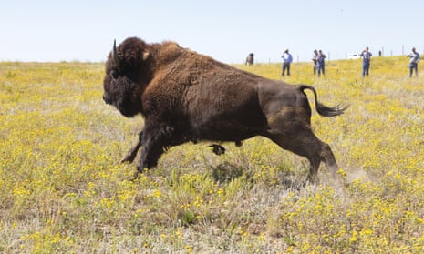 A bison