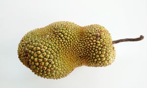 the jackfruit, a tropical fruitPDGJGA the jackfruit, a tropical fruit