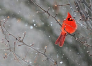 Cardinal in a snow shower