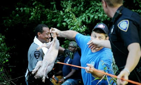 Police officer retrieves a piglet after a trailer carrying 2,200 animals overturned in Xenia Township, near Dayton, Ohio