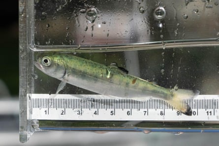 水箱中的一条鲑鱼幼鱼,旁边的卷尺显示它有 10 厘米长
