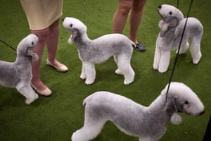 Four well-groomed white dogs