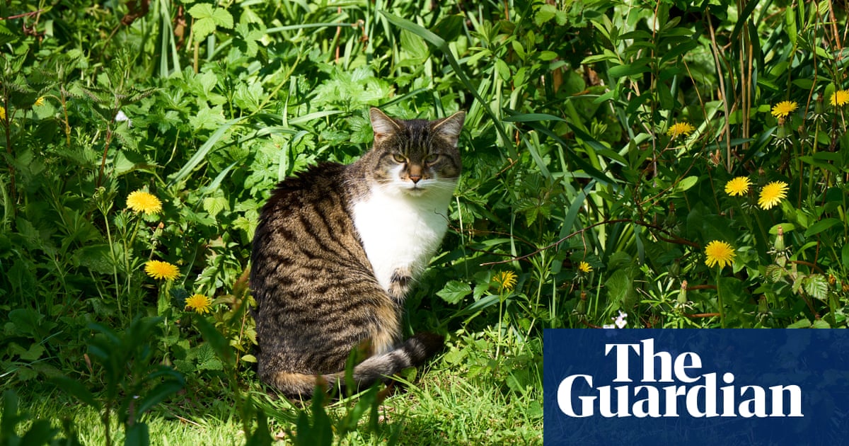 De céspedes ordenados a refugios silvestres: cómo No Mow May está transformando los jardines de Inglaterra