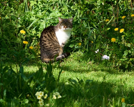 From neat lawns to wild havens: how No Mow May is transforming England’s gardens