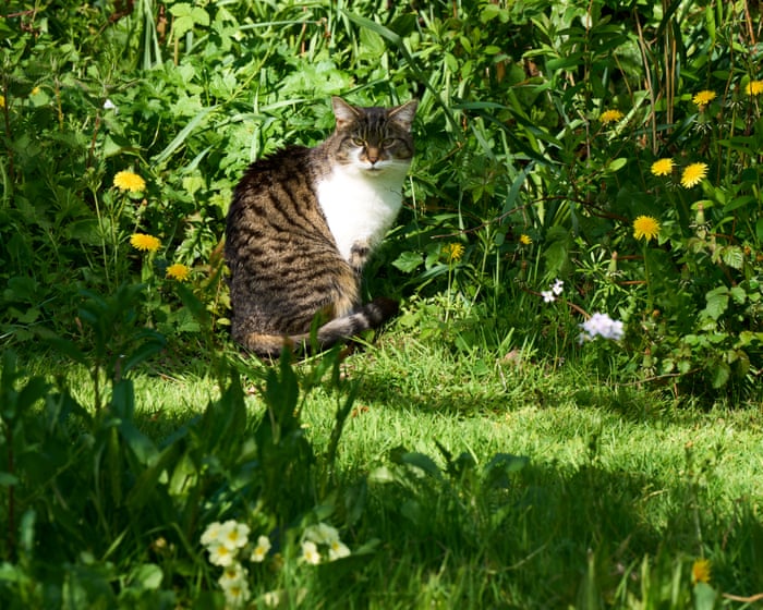 From neat lawns to wild havens: how No Mow May is transforming England’s gardens