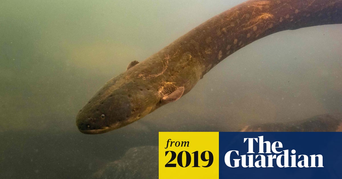 Shocking news: world's most powerful electric eel found in Amazon
