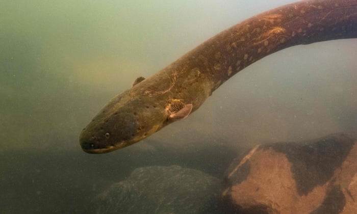 Shocking news: world's most powerful electric eel found in Amazon | Animals