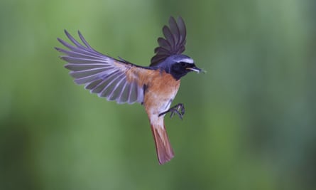 authors writing about nature Common redstart