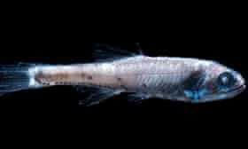 A lanternfish, one of 500 deep-sea bony fish species added to the red list.