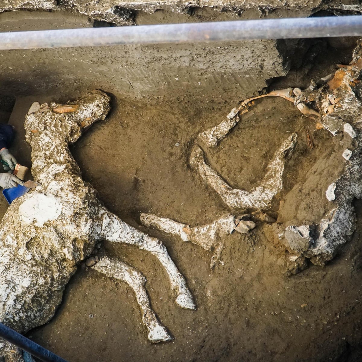 Archaeologists find remains of horses in ancient Pompeii stable |  Archaeology | The Guardian