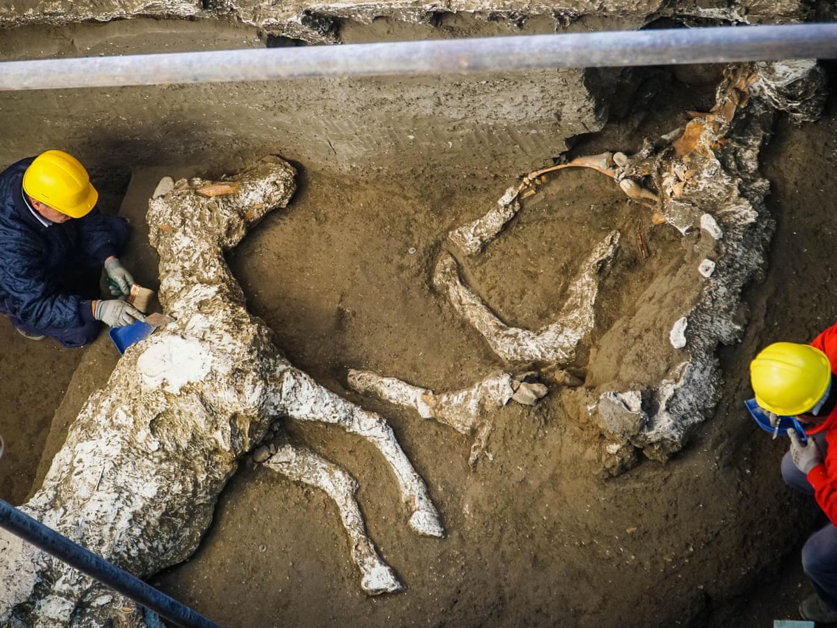 Archaeologists Find Remains Of Horses In Ancient Pompeii Stable Archaeology The Guardian Archaeologists Find Remains Of Horses In Ancient Pompeii Stable Archaeology The Guardian