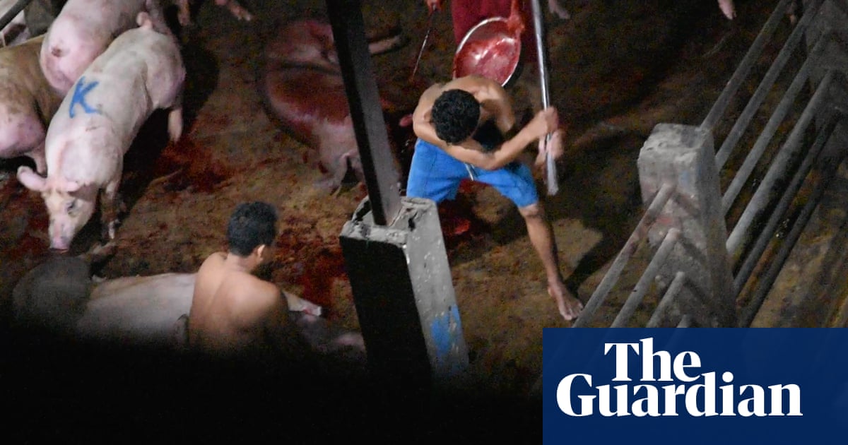 Secret Slaughterhouse Video Reveals Brutal Treatment Of Pigs