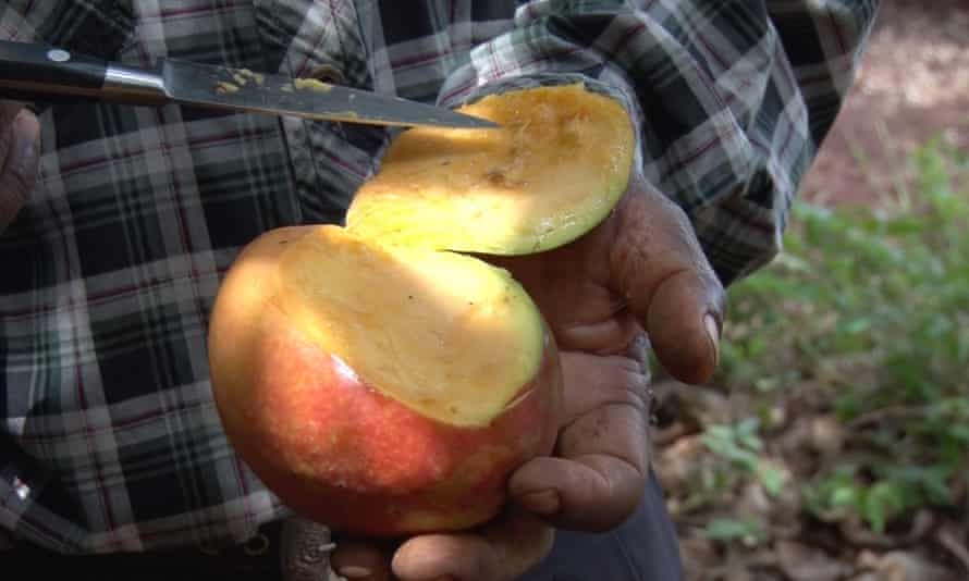 Fruit fly infestation, if uncontrolled, can destroy farmers’ mango production.