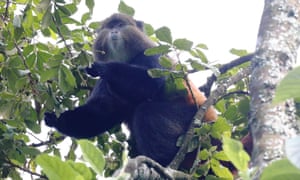 A golden monkey up a tree  in Mgahinga national park