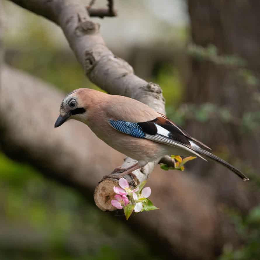 Jay colorful cock of crow familysitting on branch of en apple wood.