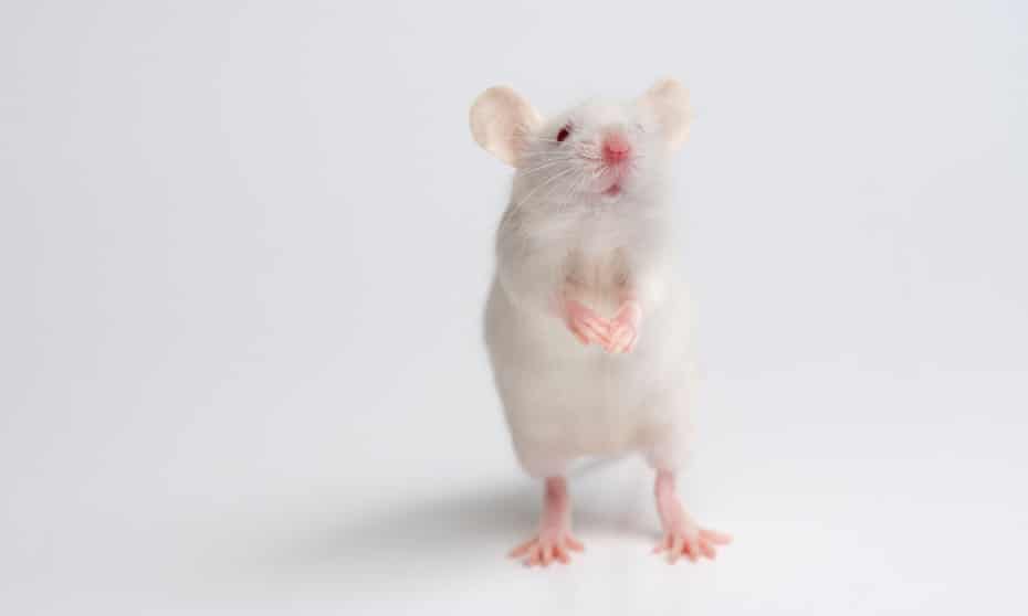 White mouse