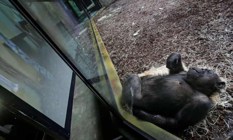 A chimpanzee watches a giant screen inside its enclosure at Dvur Kralove Zoo