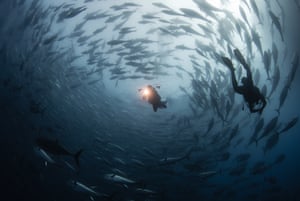 Two divers among a shoal of large fish swimming in a circle