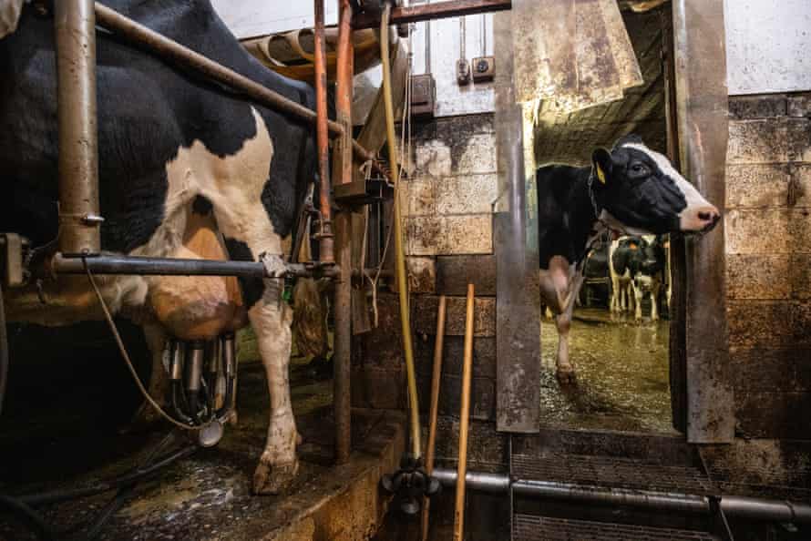 Melžiamos karvės žiūri iš gardo