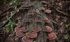 ‘Uncharted territory’: more than 2m fungi species yet to be discovered, scientists say