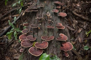 A Reishi type colony of mushrooms grows on a dead log deep in the forest on Mount Mabu