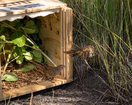 Endangered eastern bristlebird