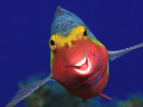 An underwater shot of a red, yellow and blue parrotfish that appears to be smiling