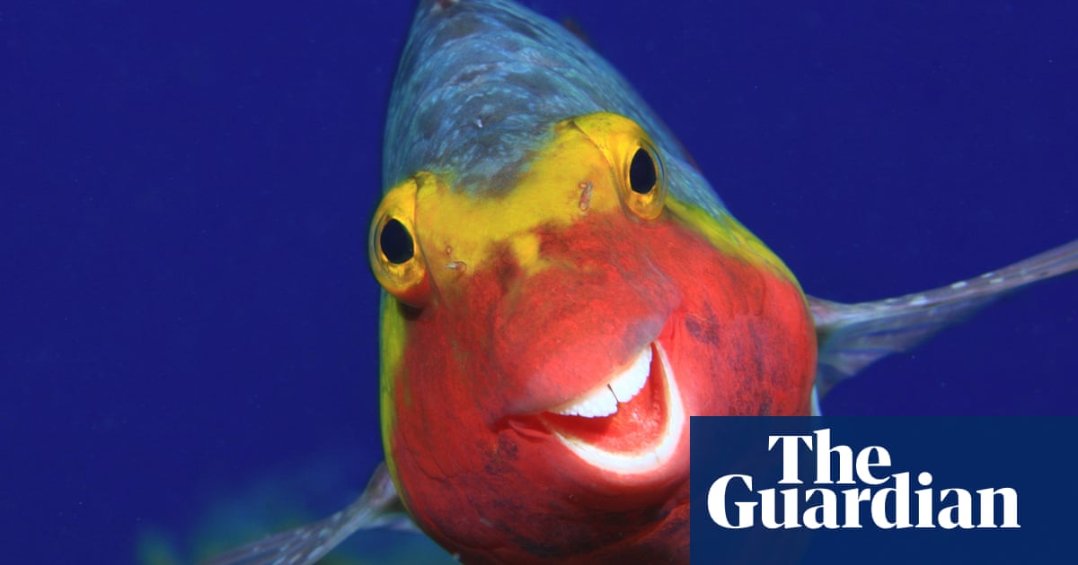 Кал ФлинВъпреки че всички създания на природата имат собствено достойнство