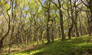 Sessile oaks coming into leaf.