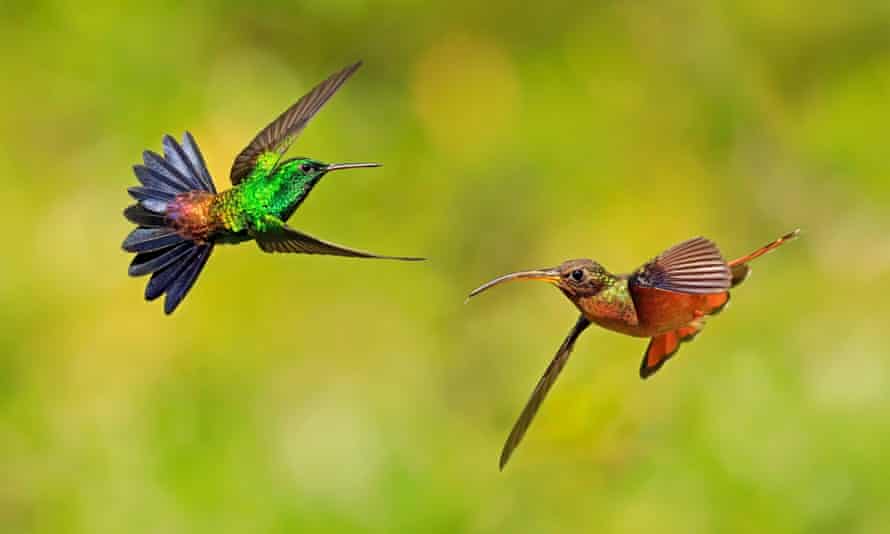 A copper-rumped hummingbird, left, and a rufus-breasted hermit hummingbird hovering, Tobago.