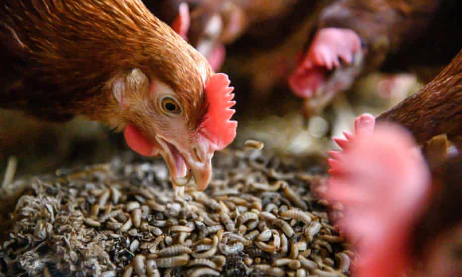 Grub&#39;s up: why maggot meals are a hit on one UK chicken farm | Environment | The Guardian