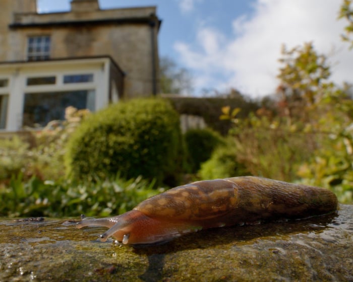 Gardeners beware: slugs returning after dry weather to threaten strawberries
