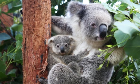 A koala joey clings to its mum who is on a gum tree at Taronga Zoo