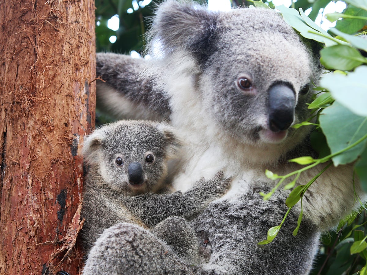 A drop in the ocean': government's $50m koala pledge won't tackle ...