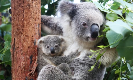 A koala joey clings to its mum who is on a gum tree at Taronga Zoo