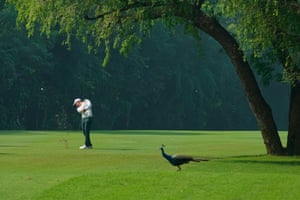 A peacock stands on the grass watching on as a golfer hits a shot on a golf course