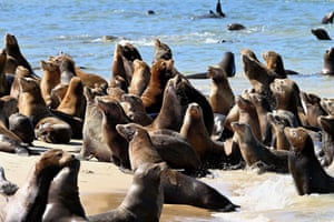 Many sea lions sea lions on a beach