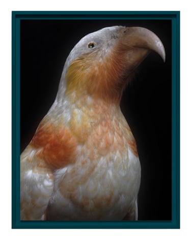 A kākā kura, framed