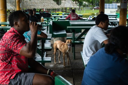 Un chien errant erre dans la cafétéria étudiante de l'Université du Pacifique Sud à Laucala Bay, Suva