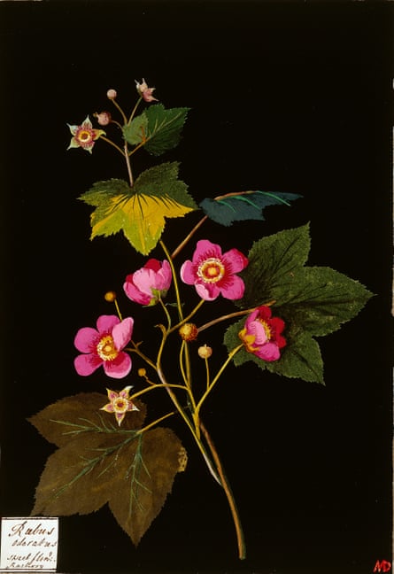Rubus Odoratus, 1772-82 by Mary Delany.