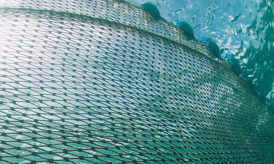 A shark net.